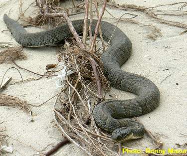Lake Erie water snake